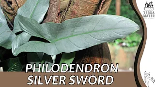 PHILODENDRON SILVER SWORD Information, Description & More!