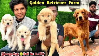 Golden Retriever Puppies 🐶Visit | golden retriever farm | adorable puppies ,Eagletwist