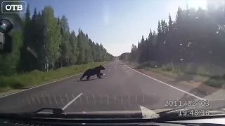 Медведь попал в ДТП