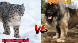 ирбис vs кавказская овчарка