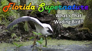 What's That Wading Bird?