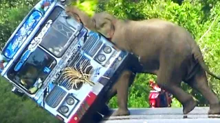 Unbelievably, the ferocious elephant that chased the bus attacked the bus and stole the food