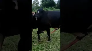 sapi jantan super black k4win secara brut4l#shortsvideo #cow #lembu #sapi