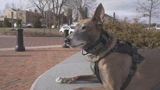 Retired Westerville police K9 Fiji passes away following battle with cancer