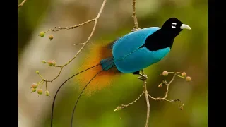 Beautiful Exotic Birds with Relaxing Music