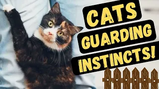 Why Cats Are Protective Of Those They Love