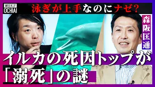 【落合陽一】既読スルーはNG！イルカは『1秒以内』に返事しないと「寂しがる」覆る常識、アイドル的人気でも『よく喧嘩する、サボる、あくびする』さらにアルツハイマー病にも？“耳で見る”イルカの世界の謎とは