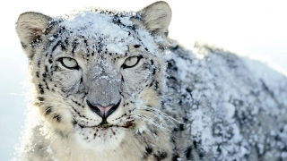 The incredible snow leopard (rare video)