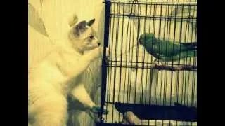 Кот и попугай .avi