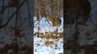Леопард вышел к автолюбителям  Leopard near the road