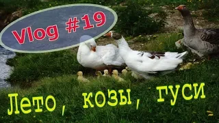 VLOG #19 // Пустила все на самотек . Козел  и дурная коза. // Мое хозяйство