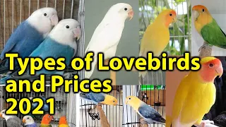 Types Of Love birds | Prices of Love birds 2021| Price of Fisher 2021 | Types of Fisher