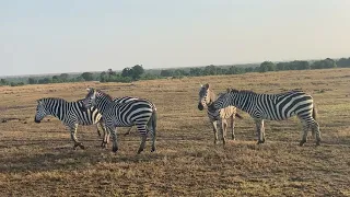 Zebra (Subgenus Hippotigris)