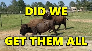 Ep. 88 - First Move to Fresh Pasture | Rotational Grazing Bison at Blackacre Ranch
