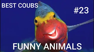 Best Animals Coub #23-СМЕШНЫЕ ЖИВОТНЫЕ 2022-ТОПовая подборка-Funny Animals Videos Compilation 2022