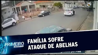 Ataque de abelhas africanas deixa idosos e criança feridos em SP | Primeiro Impacto (16/10/20)