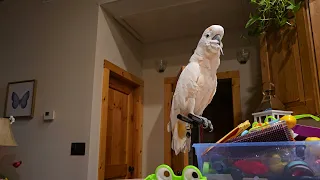 More Cockatoo Conversation About His Babysitters