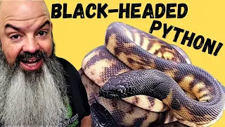 All About Black-Headed Pythons (guess what new snake I got)