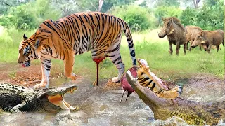 Tiger Was Hunting Wild Boar When Suddenly Crocodile Rushed To Attacks Tiger, Cause It To Lose A Leg