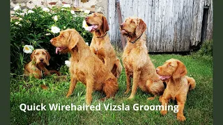 Wirehaired Vizsla Quick Grooming