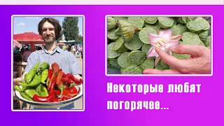 Максимально ОСТРЫЙ и ГОРЯЧИЙ базар в ДЕЛИ! НЕ КУРИТЕ ИСЛАНДСКИЙ МОХ...