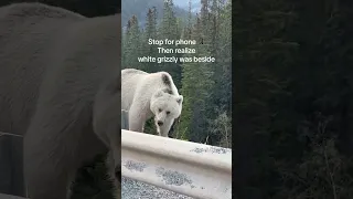 Rare White Grizzly Bear Sighting