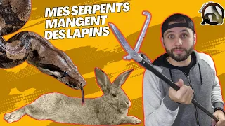 MES SERPENTS MANGENT DES LAPINS !!! - REPTI'STORE