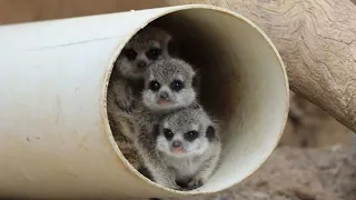 3 Irresistible Baby Meerkat Musketeers Learn to Find Their Footing