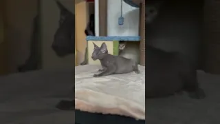 Ориентальный лиловый котенок Бугатти