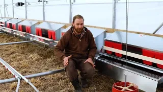 The Best Nest Box for Chickens - 1000 Hens on Pasture