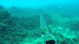 Spearfishing in Israel - SeaWolf Predator 105 - Uri Binsted