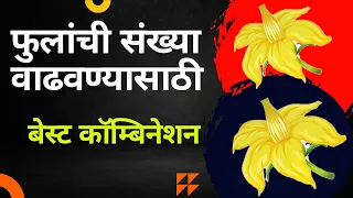 फुलांची संख्या वाढवण्यासाठी बेस्ट कॉम्बिनेशन. ll how to boost Flowering