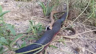Redbelly Black snake attacking a Brown snake