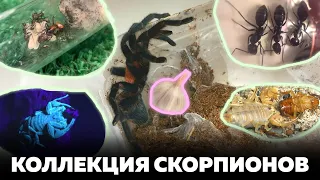 Обзор КОЛЛЕКЦИИ СКОРПИОНОВ и ПАУКОВ. КОРМЛЕНИЕ и  СОДЕРЖАНИЕ ПАУКООБРАЗНЫХ