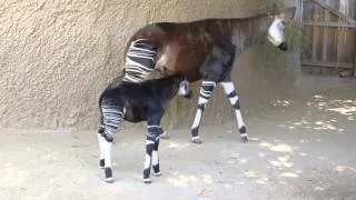 Baby Okapi Shows Off Stripes at San Diego Zoo Safari Park