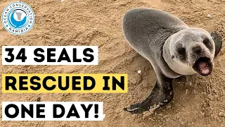 34 Seals Rescued In One Day!