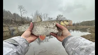 Šapalų žvejyba plūdine meškere