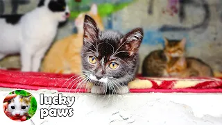 Tiny Orphaned Kitten Meets Other Cats And Hisses at Them ( hungry kittens ) Lucky Paws