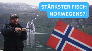 Der STÄRKSTE Fisch Norwegens?!