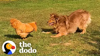 Rooster Loves Chasing This Big Dog  | The Dodo Odd Couples