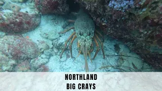 NORTHLAND BIG CRAYS