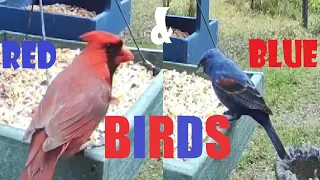 Blue Grosbeak RARE SC Birds Wildlife Live TV Bird Feeder Cam LIVE BIRDWATCHING Bluebird Blue Redbird