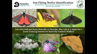 Day Flying Moths Identification for Transect Walkers