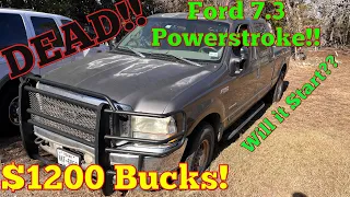 I Buy a CHEAP Ford 7.3 Powerstroke! Will it run? Or even start??