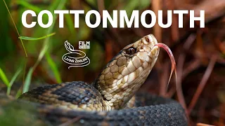 Venomous Florida cottonmouth, Water moccasin, pit viper species from the USA