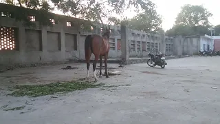 horse ridding video // horse powar full  video // RG Farm kajodiya