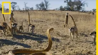 L'affrontement entre un bébé suricate et un cobra du Cap déclenche un assaut