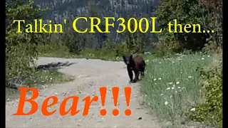 Bear on Trail & More CRF300L Talk