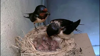 Hnízdění vlaštovek den po dni -- Swallows Nesting Day by Day