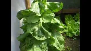 lettuce giant